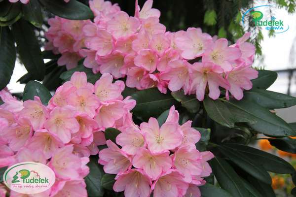 Rhododendron Atlantis